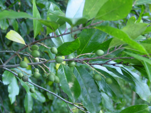 Cherry laurel immature fruit